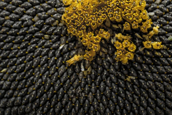 Full frame of perfectly ripened sunflower full of black ripe delicious seeds macro close-up