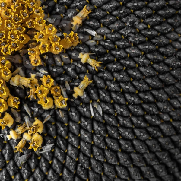 Full frame of perfectly ripened sunflower full of black ripe delicious seeds macro close-up