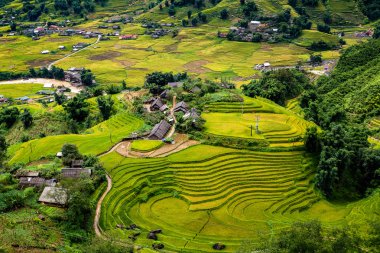 Pirinç tarlaları teraslı, sapa, Lao cai, Viet Nam