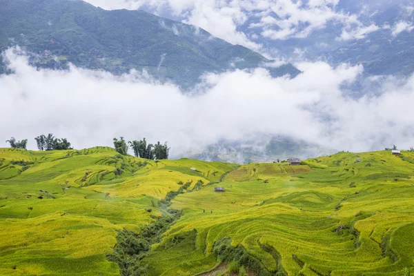 Pirinç tarlaları teraslı, sapa, Lao cai, Viet Nam