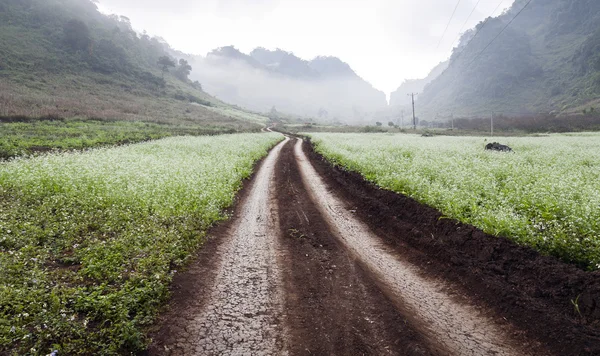 Mocchau, Sonla, Vietnam çiçek dolu alanlar arasındaki yol