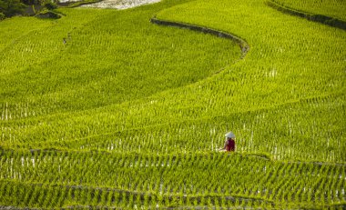 Pirinç alan ve Tamcoc, Ninhbinh, Vietnam Nehri