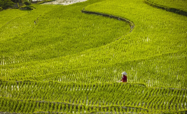 Pirinç alan ve Tamcoc, Ninhbinh, Vietnam Nehri