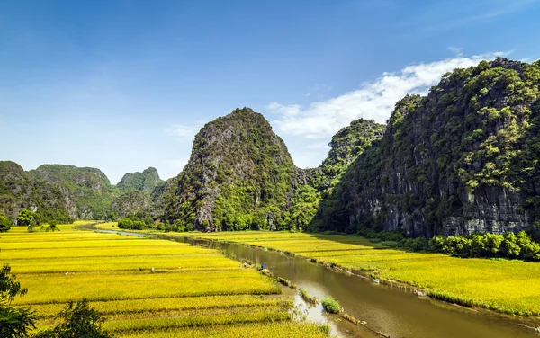 Pirinç alan ve Tamcoc, Ninhbinh, Vietnam Nehri