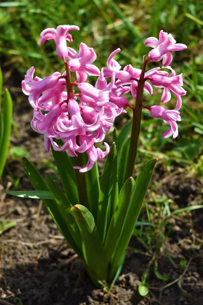Bahçedeki pembe doğal sümbüller.