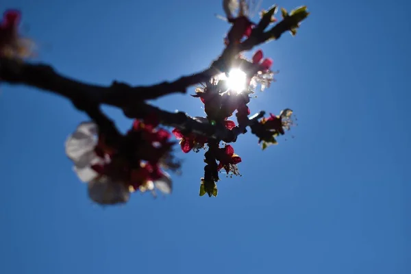 Цвітіння Абрикосового Дерева Білими Пелюстками — стокове фото