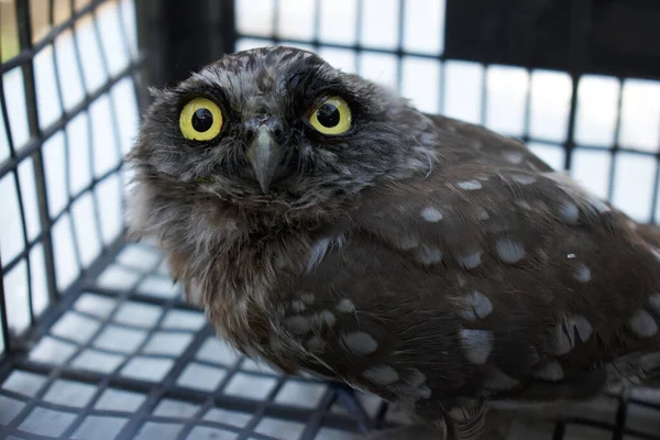 Güzel tüyleri olan genç baykuş.