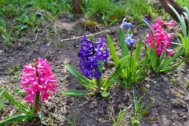 Bahçede birçok doğal renk var.
