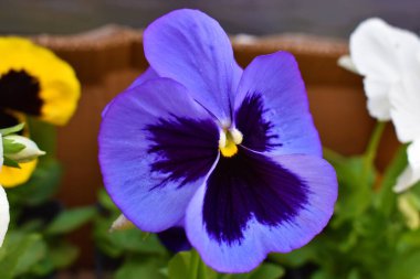 Doğal mor hanım evladı.