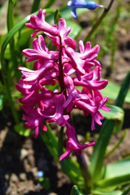 Bahçedeki pembe doğal sümbüller.