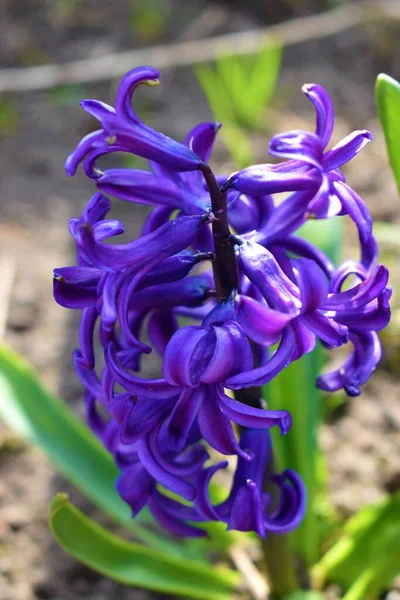 Bahçedeki doğal mor sümbül.