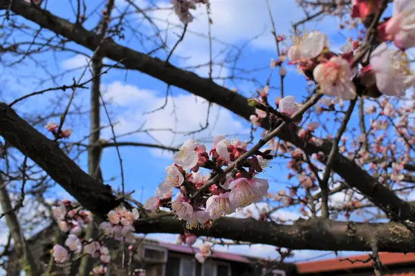 Apricot Floração Árvore Com Pétalas Brancas — Fotografia de Stock