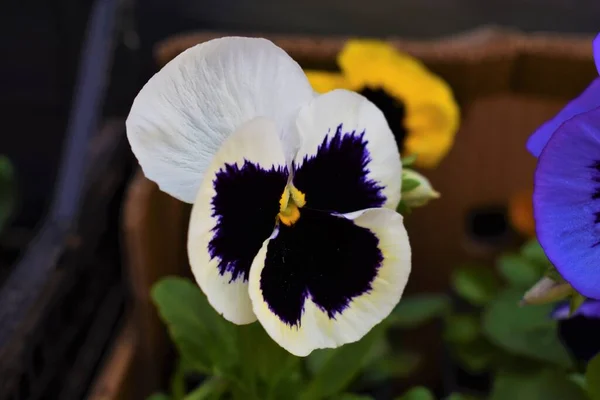 Pansy Blanc Avec Violet Naturel Dans Nature — Photo