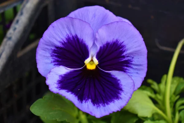 Doğal mor hanım evladı.