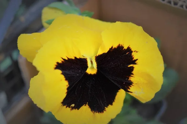 Yellow Pansy Natural Red — Stock Photo, Image