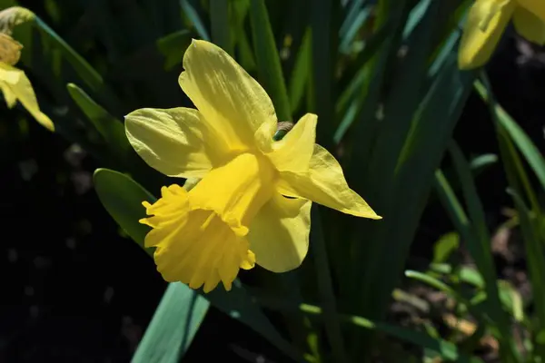 Natuurlijke Gele Narcis Tuin — Stockfoto