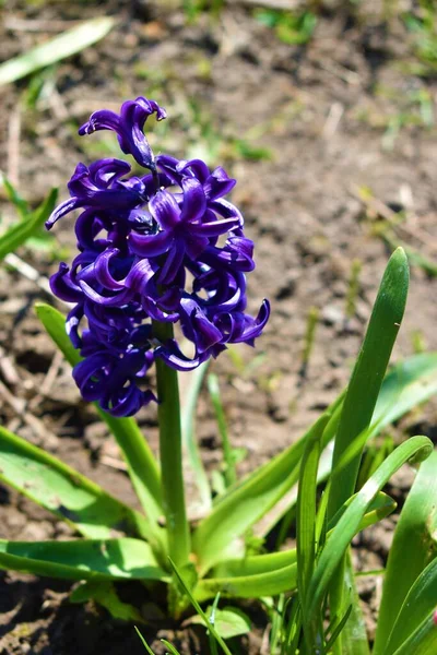 Natuurlijke Paarse Hyacint Tuin — Stockfoto