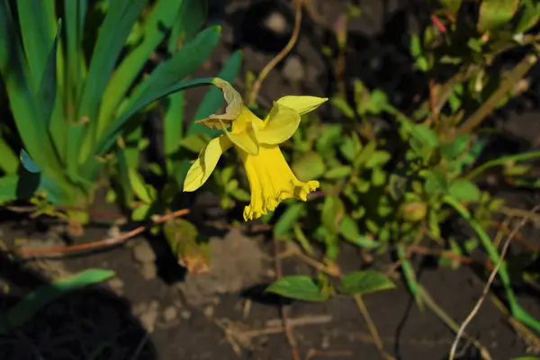 Натуральный Желтый Нарцисс Саду — стоковое фото