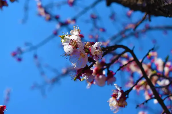 Apricot Floração Árvore Com Pétalas Brancas — Fotografia de Stock