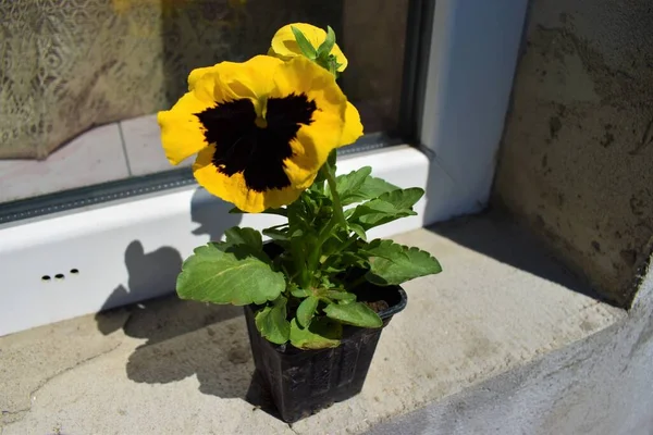 Doğal kırmızı ile sarı nonoş.