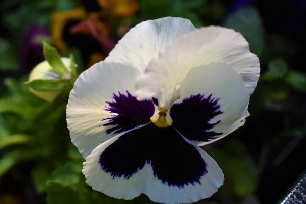 White pansy with natural purple in nature