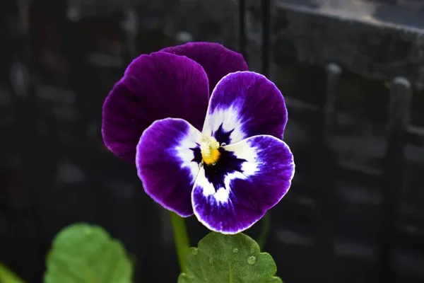 Mor nonoş, doğası gereği beyaz.