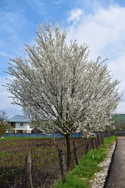 Naturligt Träd Med Vita Kronblad — Stockfoto