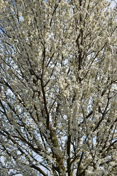 Přírodní Strom Bílými Okvětními Lístky — Stock fotografie