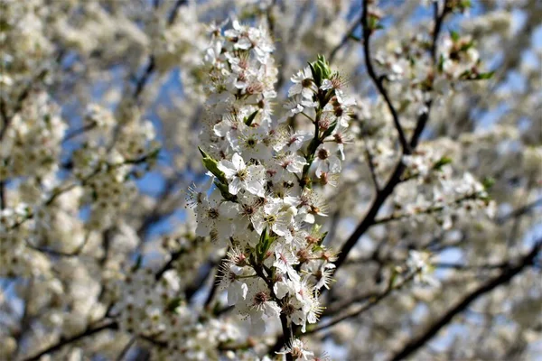 Přírodní Strom Bílými Okvětními Lístky — Stock fotografie