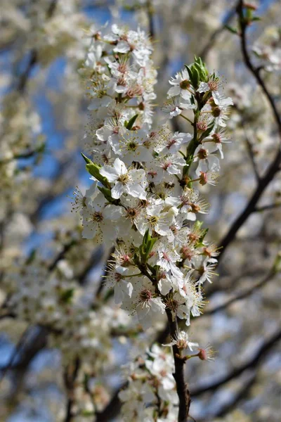 Beyaz yapraklı doğal ağaç.