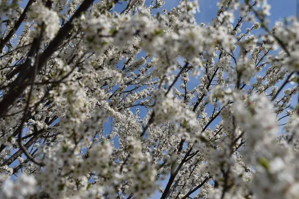 Натуральне Дерево Білими Пелюстками — стокове фото