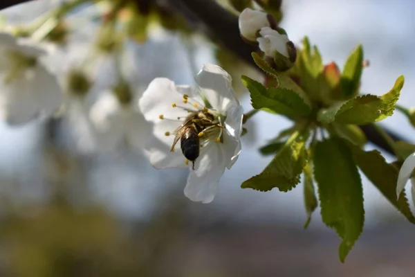Квітуча Вишня Білими Пелюстками Бджолою — стокове фото