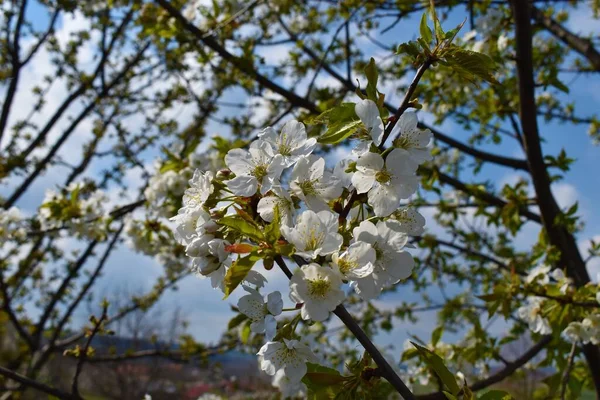 Cerisier Fleurs Avec Pétales Blancs Abeille — Photo