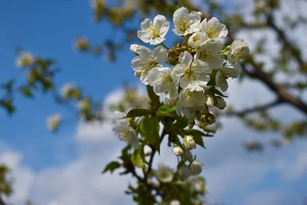 Virágzó Cseresznyefa Fehér Szirmokkal Méhekkel — Stock Fotó