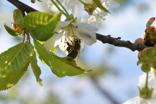 Квітуча Вишня Білими Пелюстками Бджолою — стокове фото