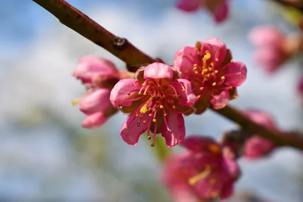 Virágzó Őszibarack Rózsaszín Szirmokkal — Stock Fotó