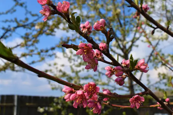 Pêssego Florido Com Pétalas Rosa — Fotografia de Stock