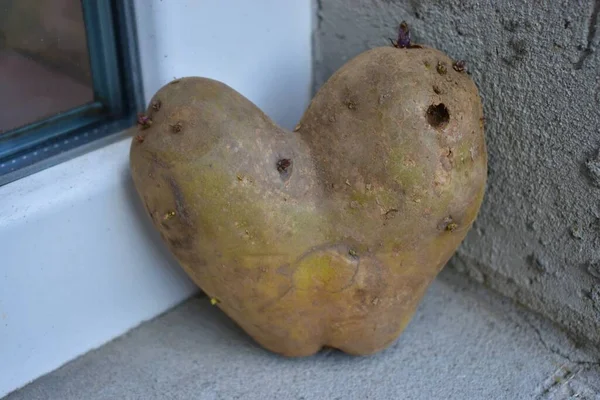 Batata Cultivada Naturalmente Forma Coração — Fotografia de Stock