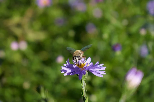 Sevgi dolu arı doğayı kirletir.