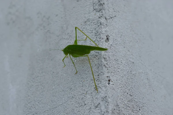 Green cricket in the background