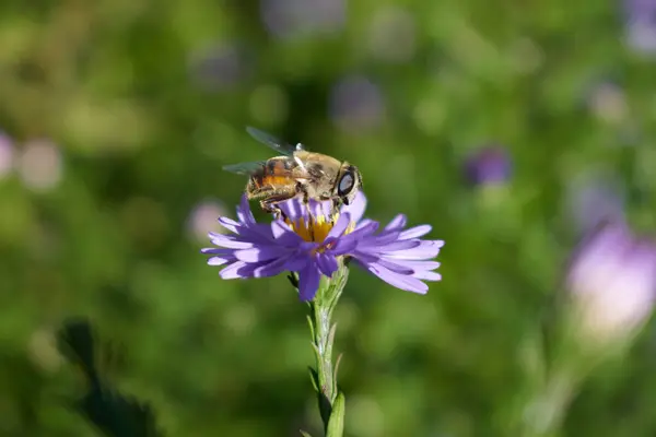 Sevgi dolu arı doğayı kirletir.