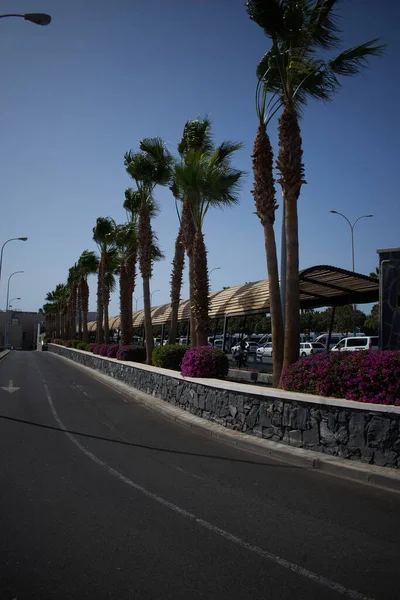 Tenerife havaalanında çiçek açan ağaçlar