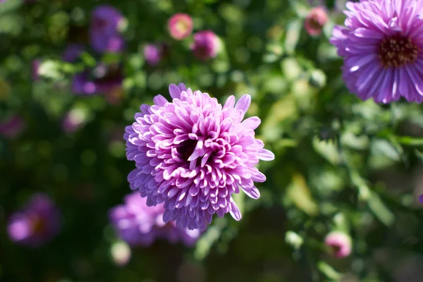 Purple Purple Flower Fine Petals — Stock Photo, Image