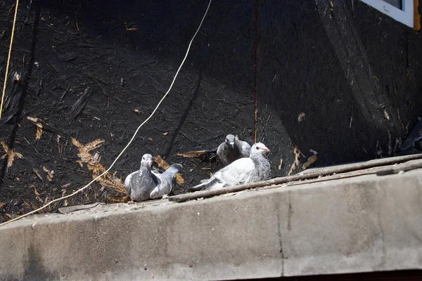 Çatıdaki güvercinler güneşte.