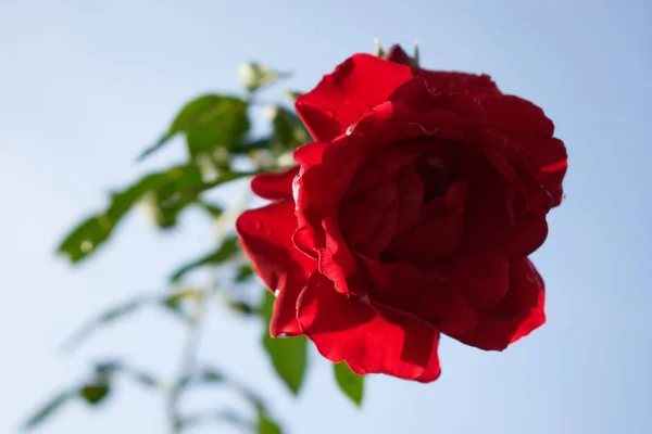 Yağmur damlalı güzel kırmızı gül