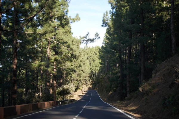 Adadaki ormanda asfalt yolda.