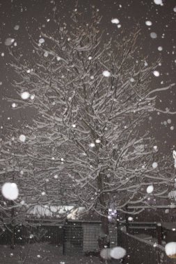 Karlı dalları olan güzel büyük bir ağaç.