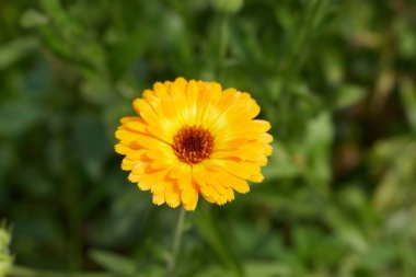 Yumuşak taç yapraklarıyla açan sarı çiçek.