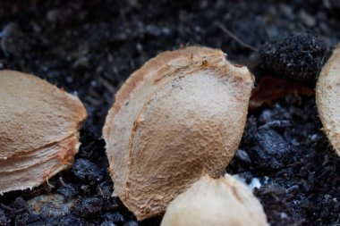 Toprağın arka planında kayısı tohumları