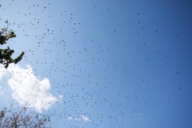 Mavi gökyüzündeki kuş sürüsü
